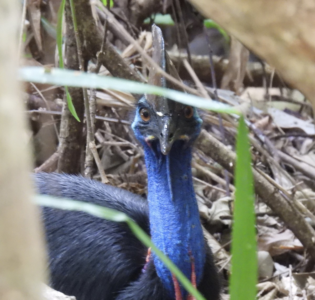 Güneyli Kasuari - ML645043175