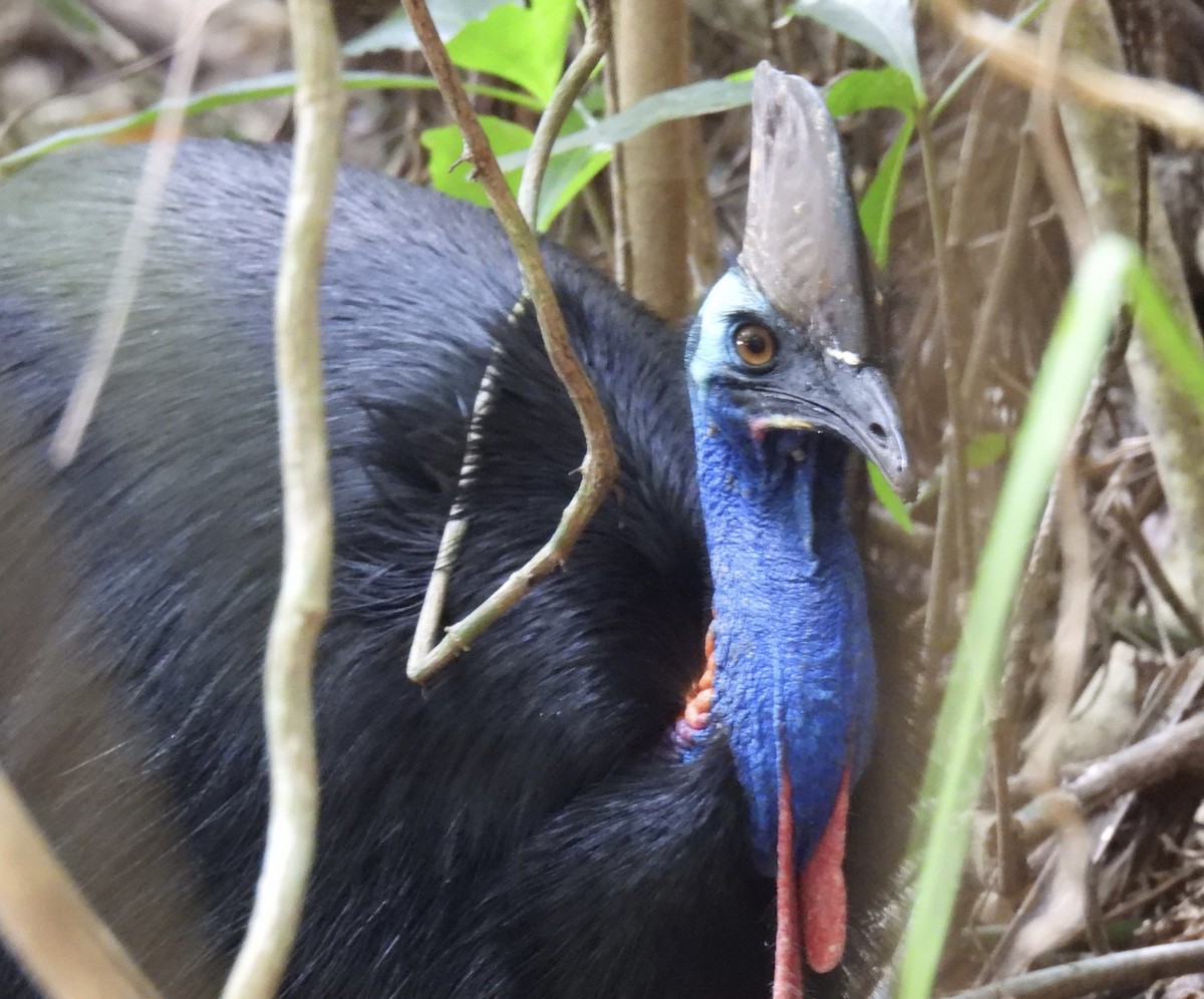 Güneyli Kasuari - ML645043176