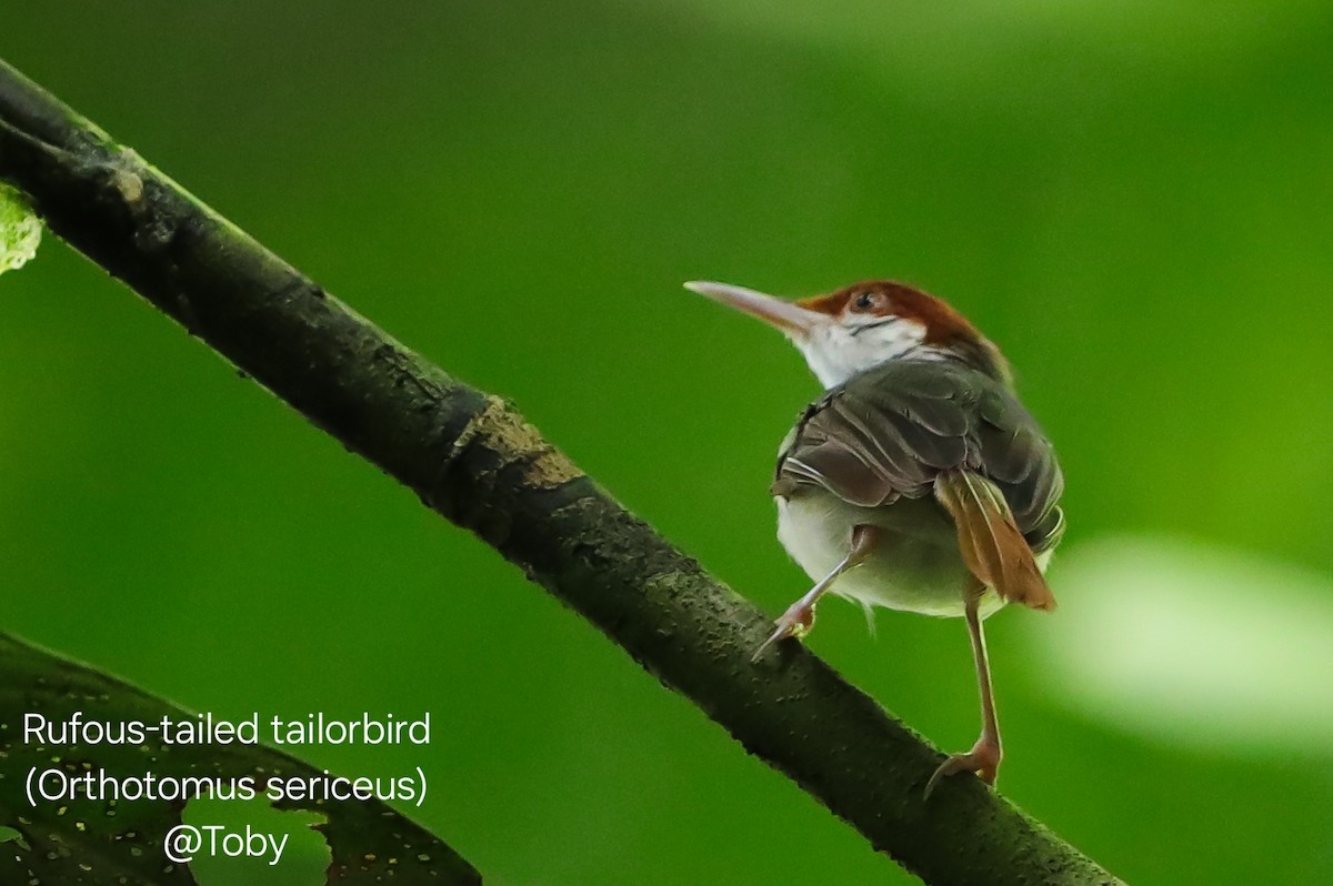 Rufous-tailed Tailorbird - ML645043178