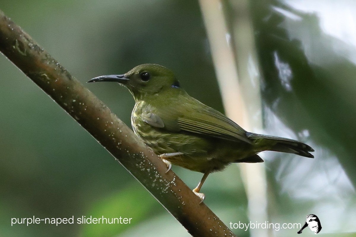 Purple-naped Spiderhunter - ML645043184