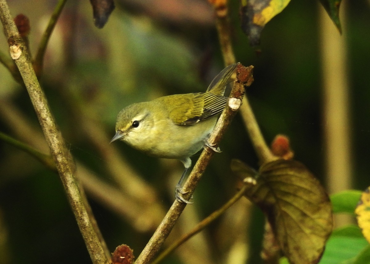 Tennessee Warbler - ML645043188