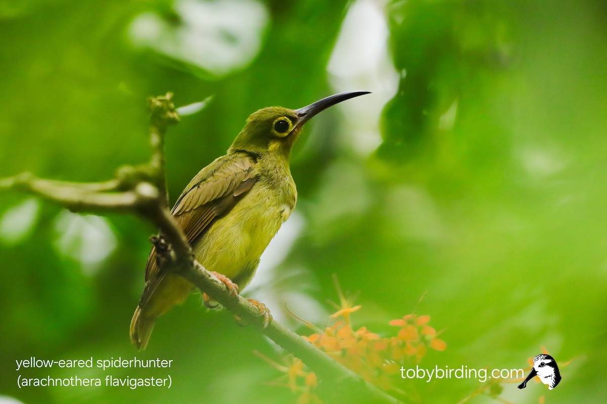 Yellow-eared Spiderhunter - ML645043190