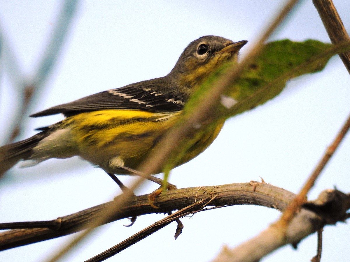 Magnolia Warbler - ML645043193