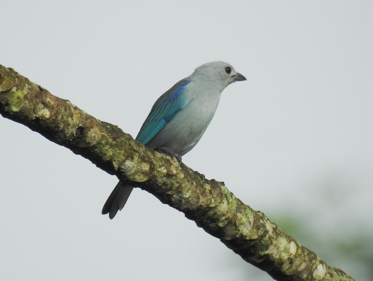 Blue-gray Tanager - ML645043196