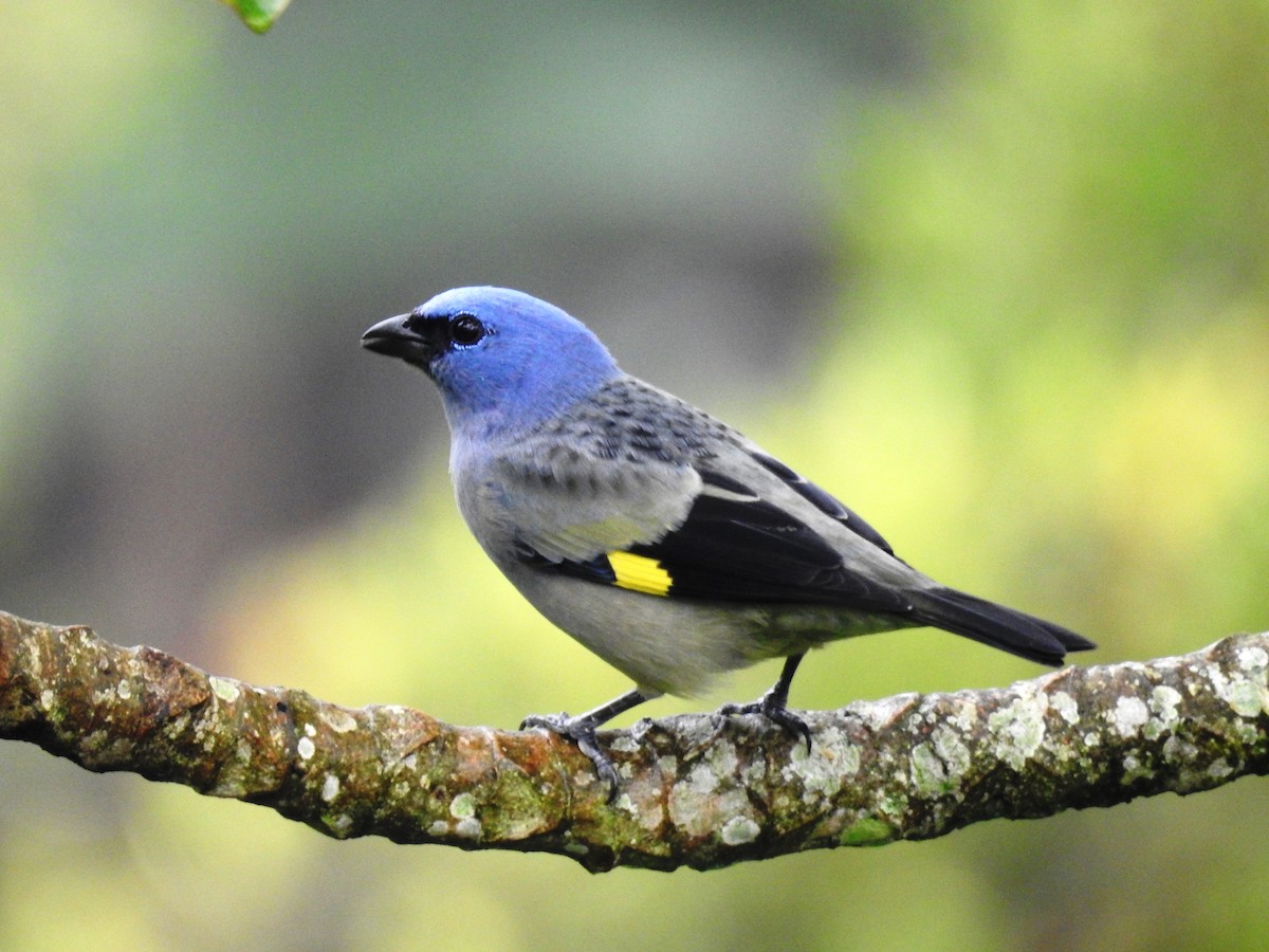 Yellow-winged Tanager - ML645043212