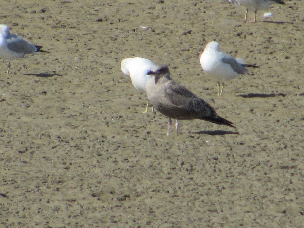 gull sp. - ML645043213