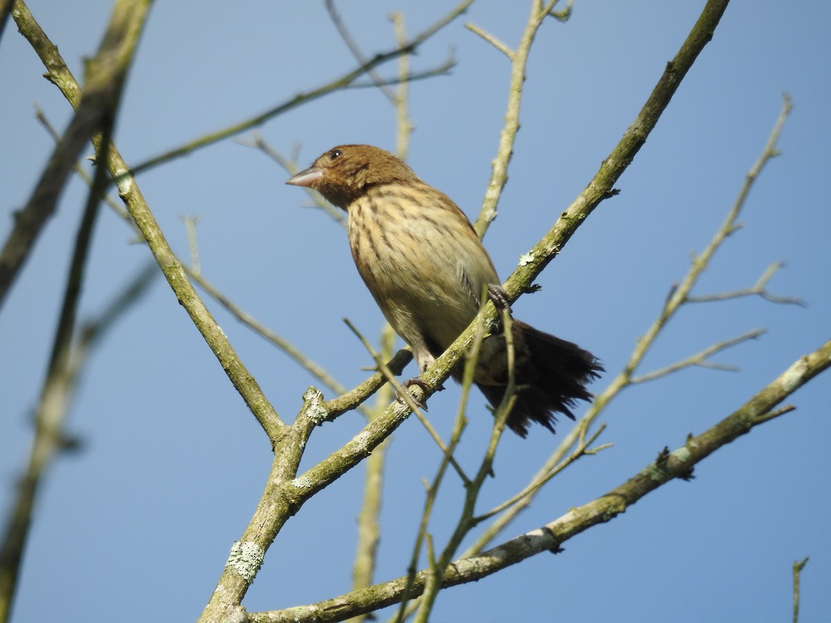 Blue-black Grassquit - ML645043214