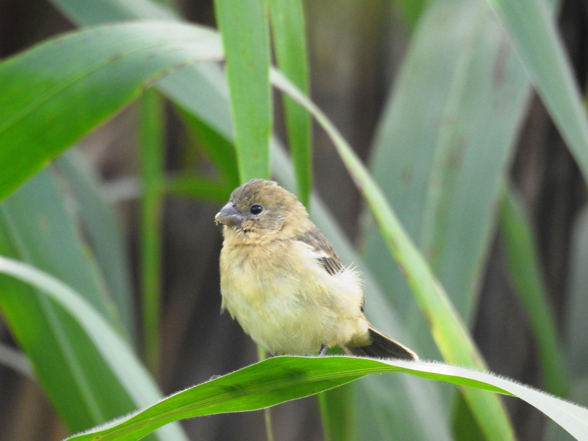 Morelet's Seedeater - ML645043221