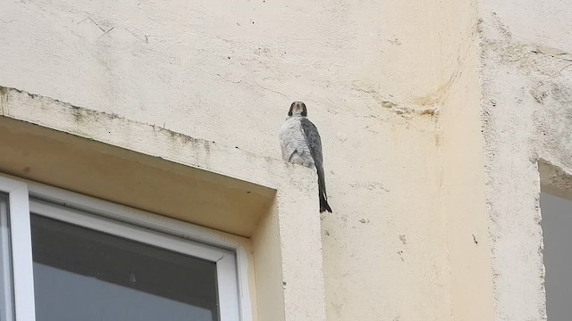 Gökdoğan - ML645043222