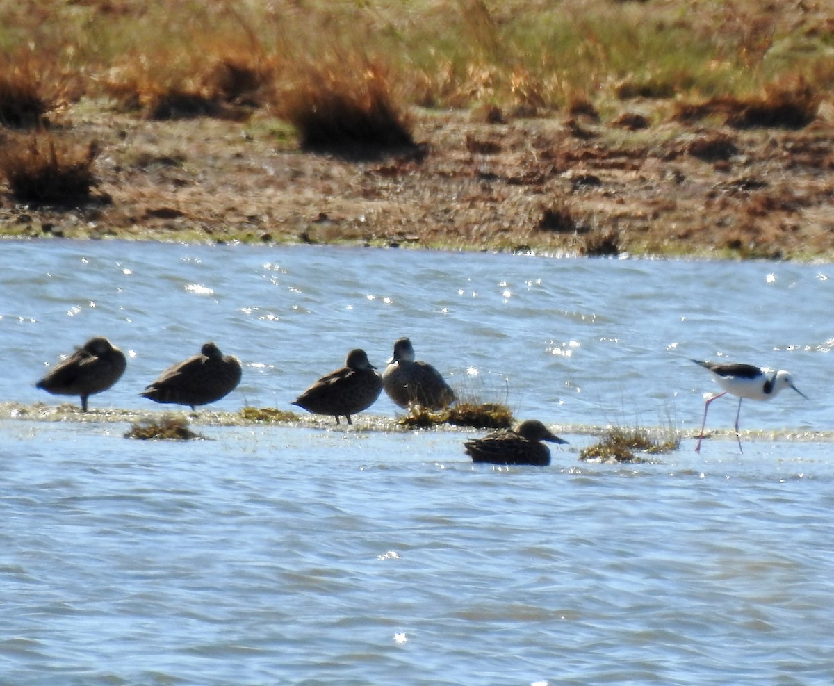 Australasian Shoveler - ML645043224