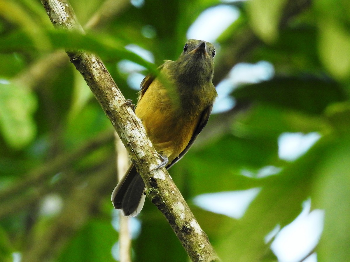 Ochre-bellied Flycatcher - ML645043233