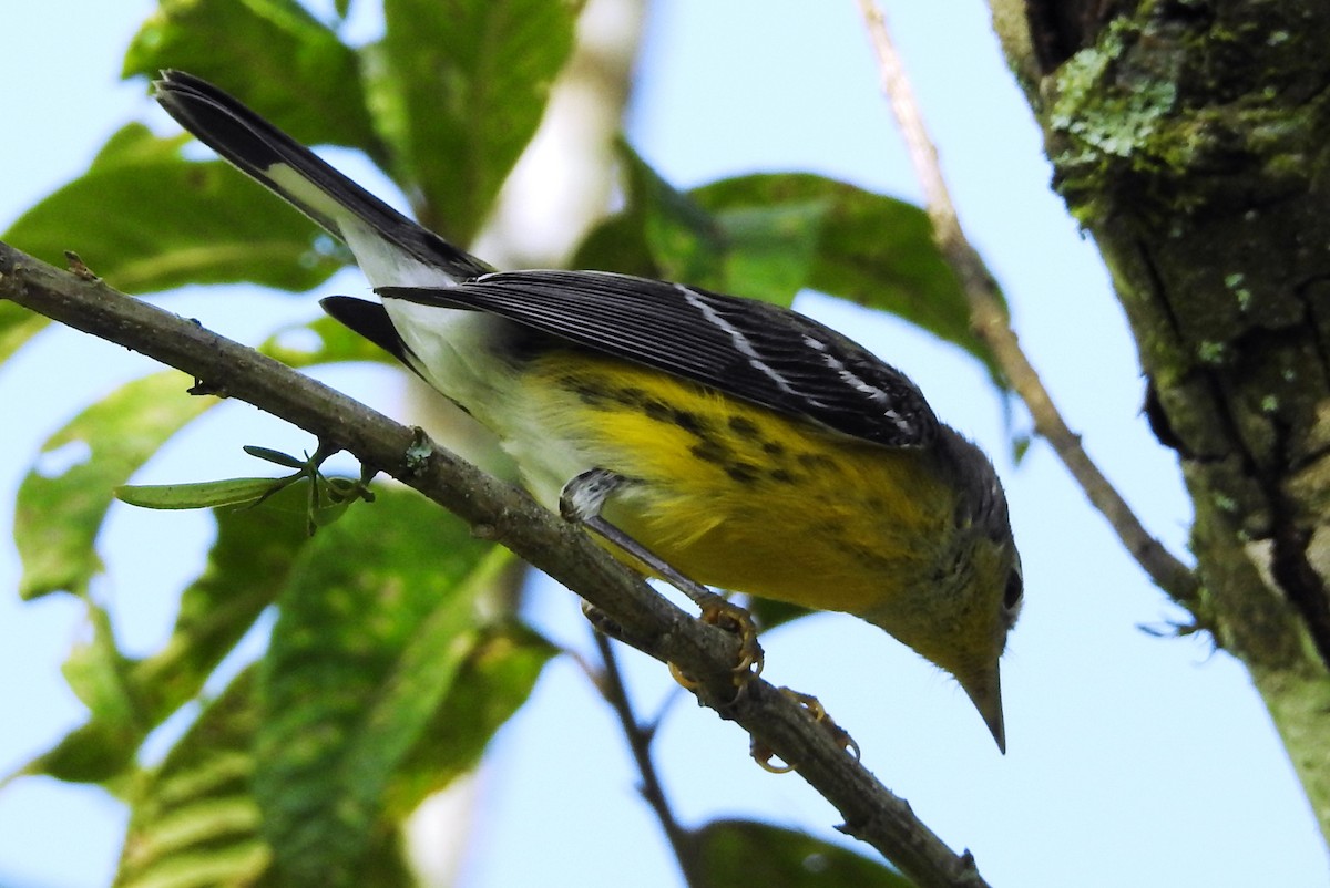 Magnolia Warbler - ML645043237