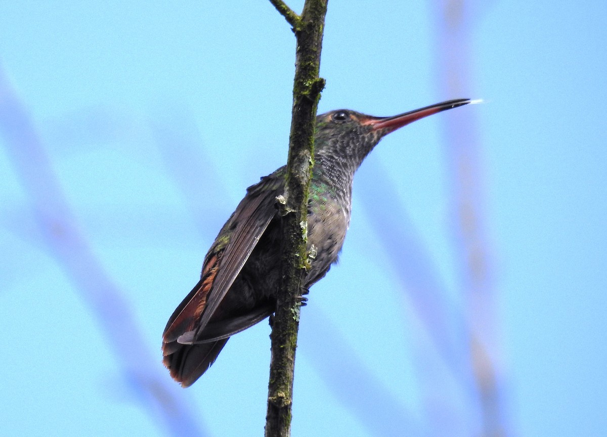 Rufous-tailed Hummingbird - ML645043244