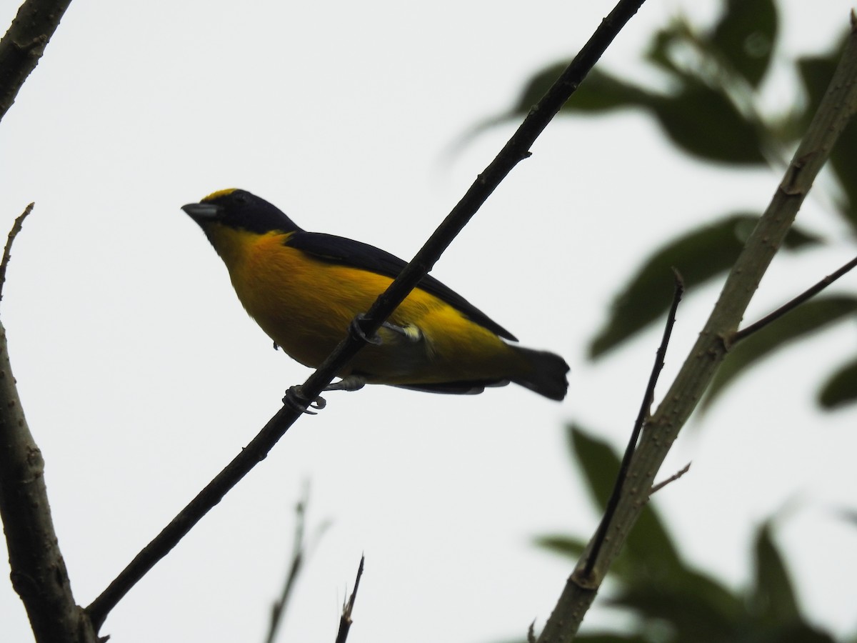 Yellow-throated Euphonia - ML645043250