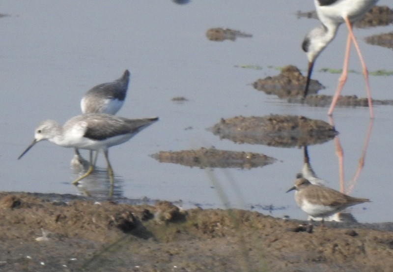 Белохвостый песочник - ML645043269