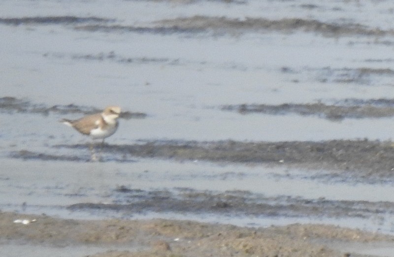 Малый зуёк - ML645043273