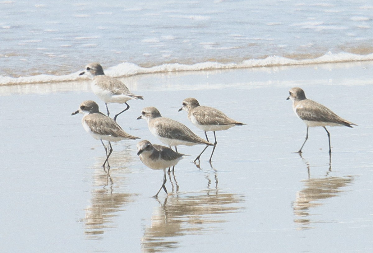 sand-plover sp. - ML645043277