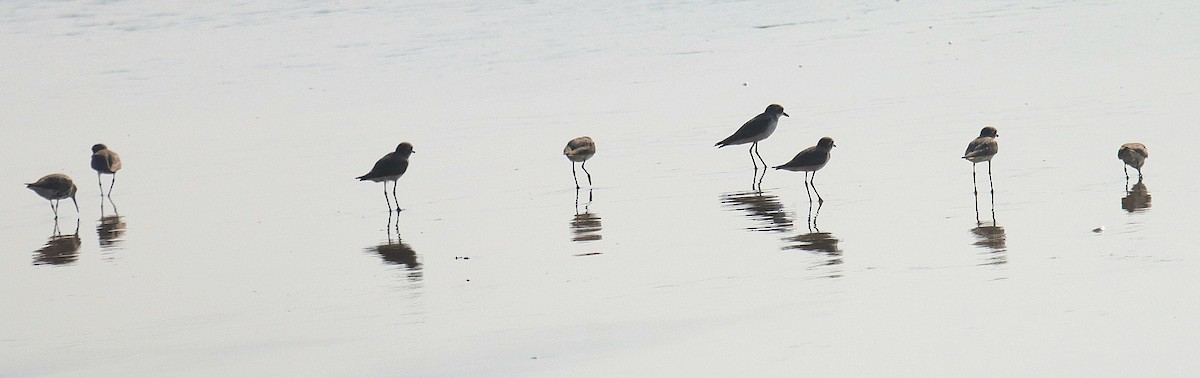 sand-plover sp. - ML645043278