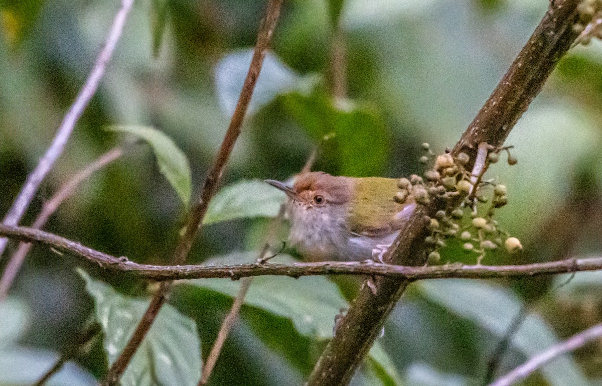 langstjertskredderfugl - ML645043296