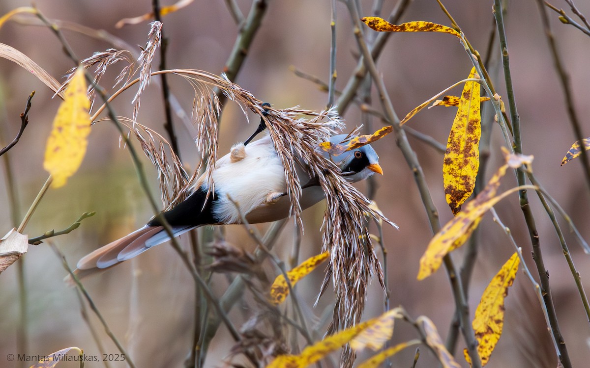 Bearded Reedling - ML645043307