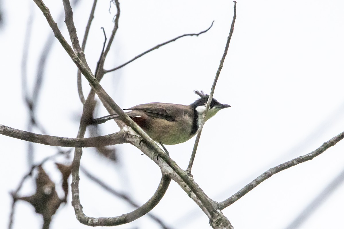Red-whiskered Bulbul - ML645043308