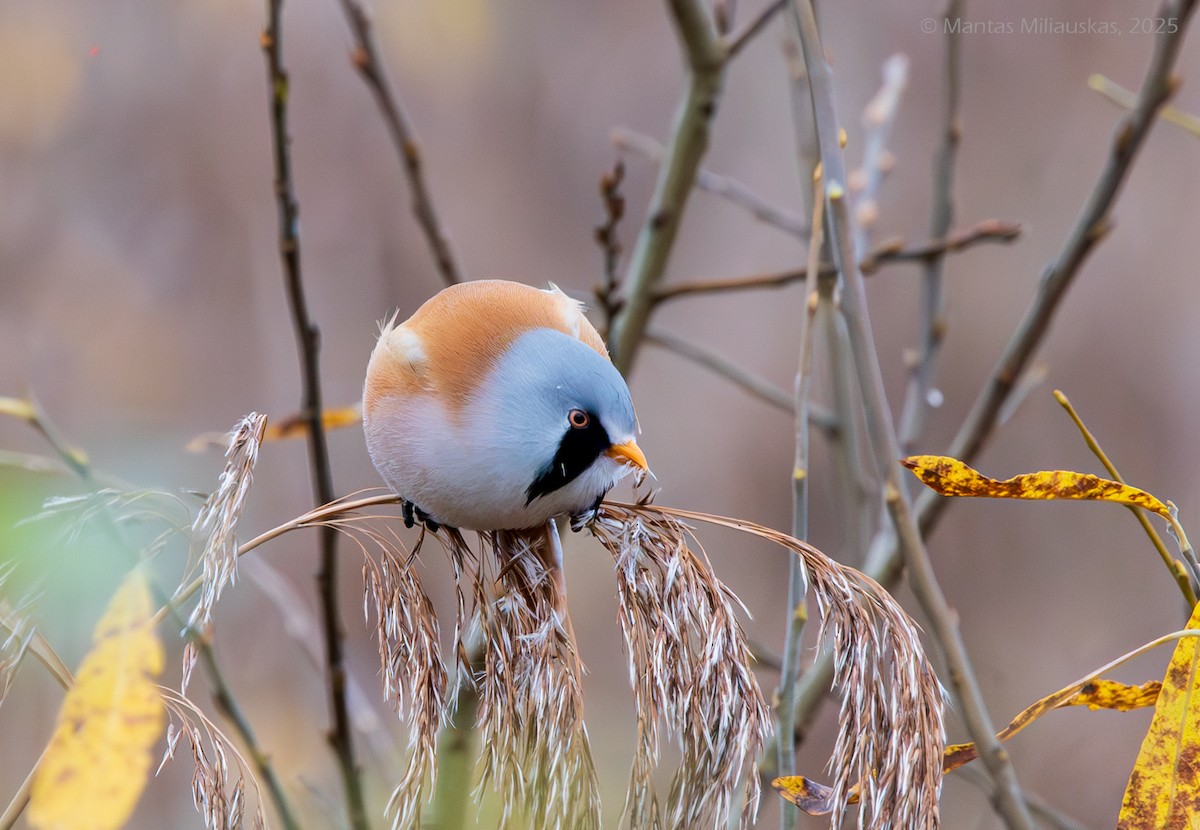 Bearded Reedling - ML645043310