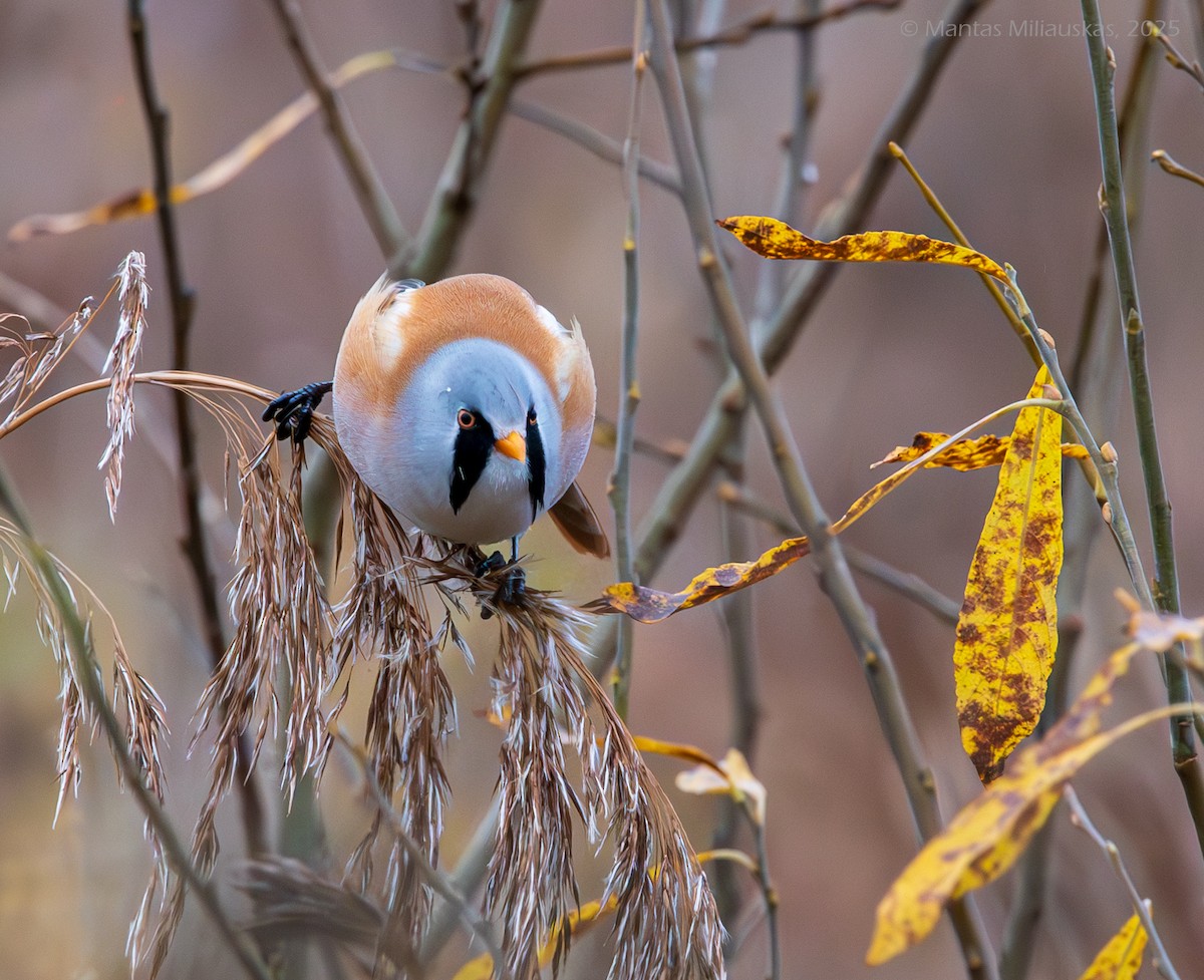 Bearded Reedling - ML645043311