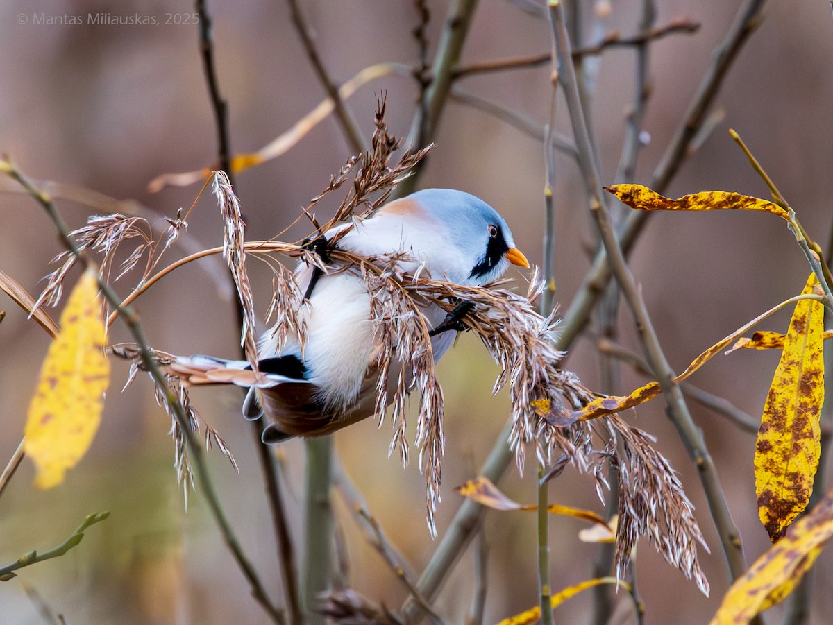 Bearded Reedling - ML645043312