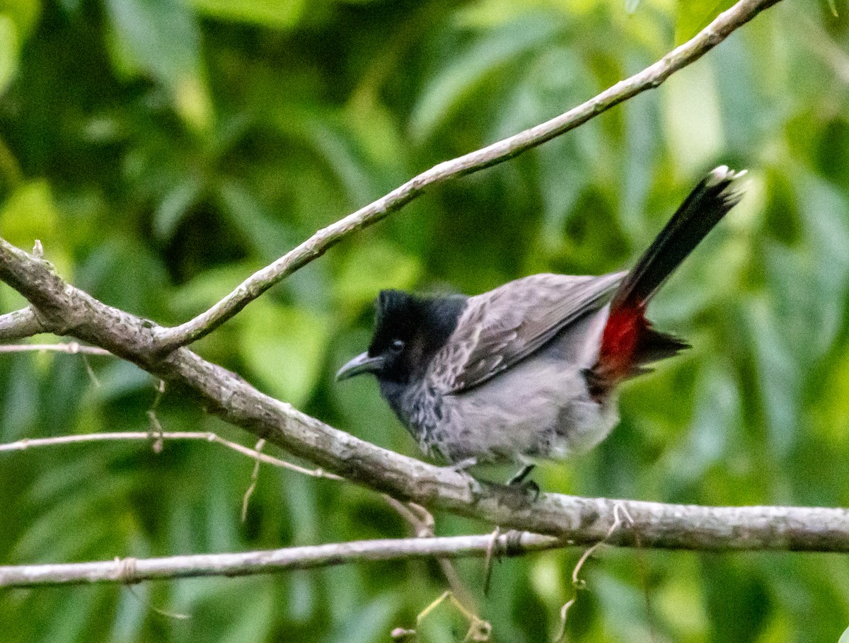 Red-vented Bulbul - ML645043313