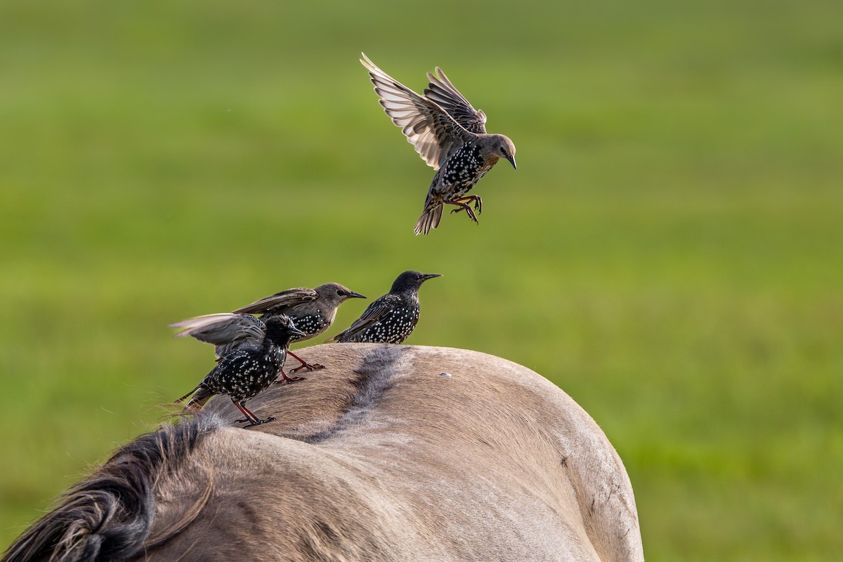 Storno - ML645043317