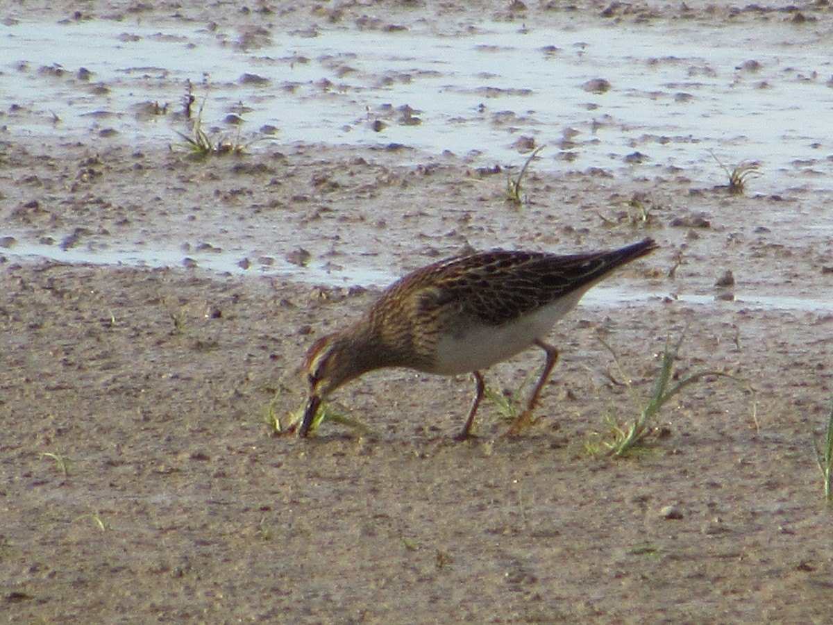 Çizgili Kumkuşu - ML645043322