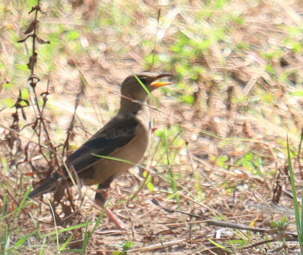 Rosy Starling - ML645043324