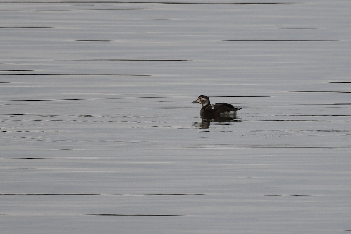 長尾鴨 - ML645043327