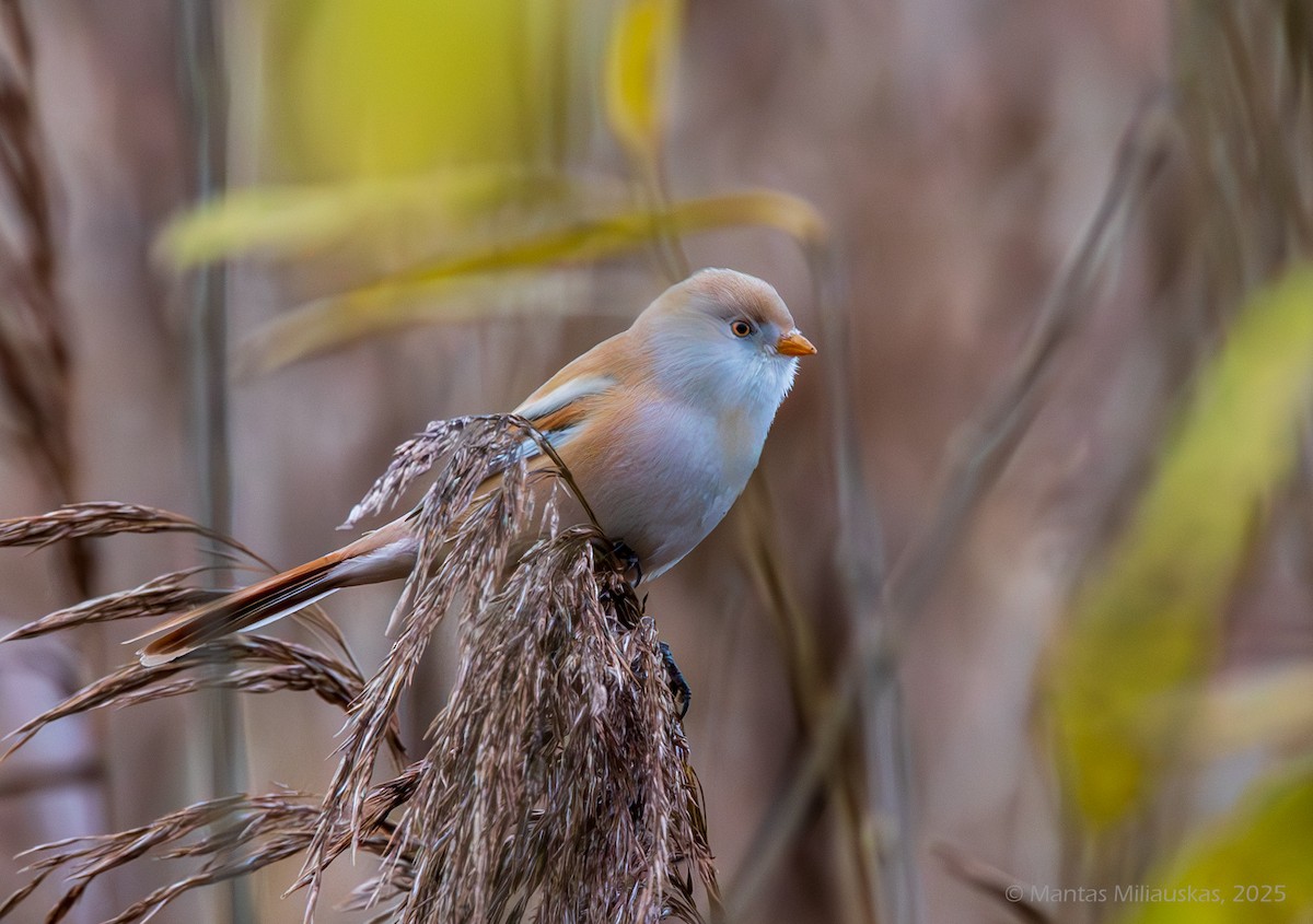 Bearded Reedling - ML645043328