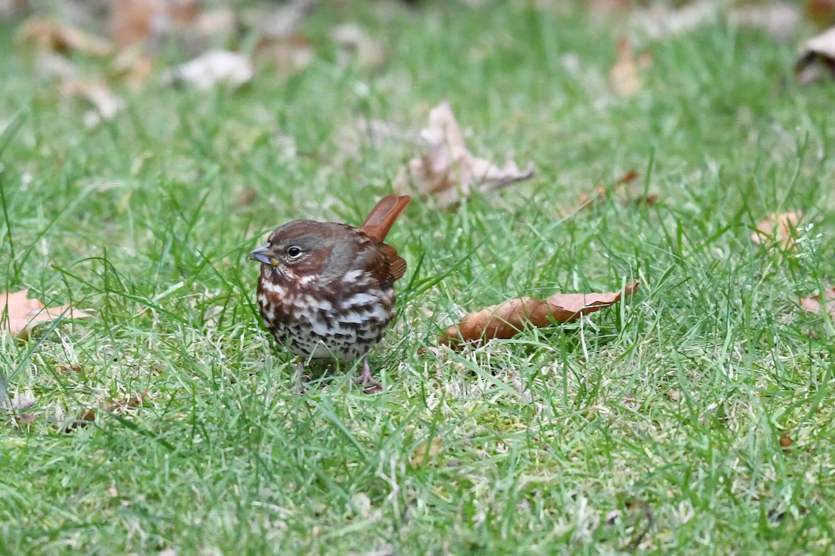 Fox Sparrow - ML645043332