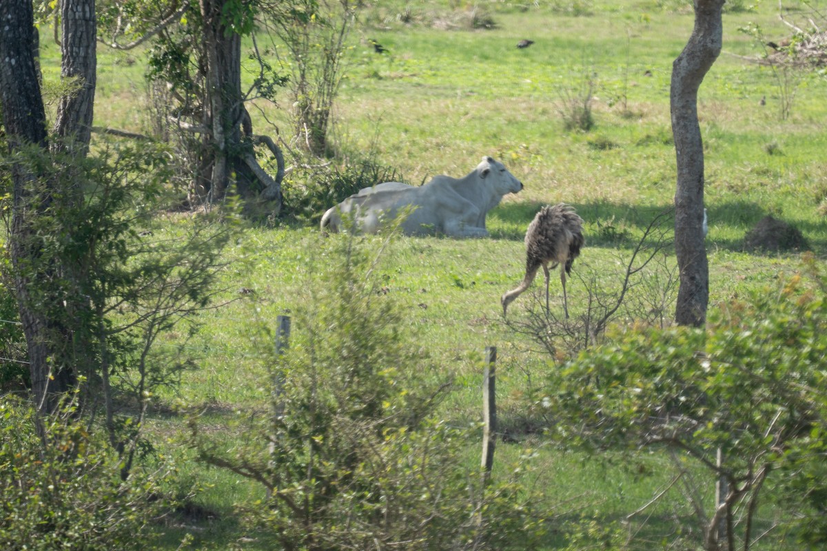 Greater Rhea - ML645043334