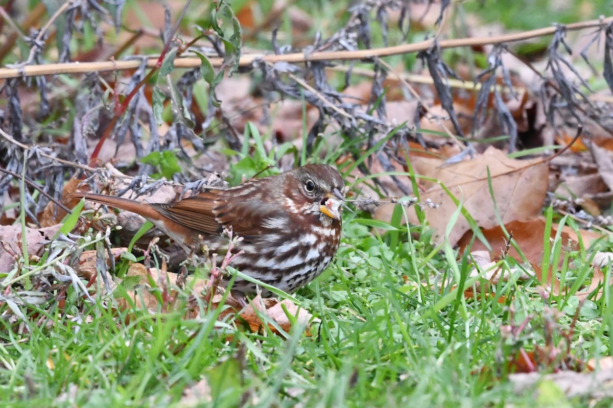 Fox Sparrow - ML645043338