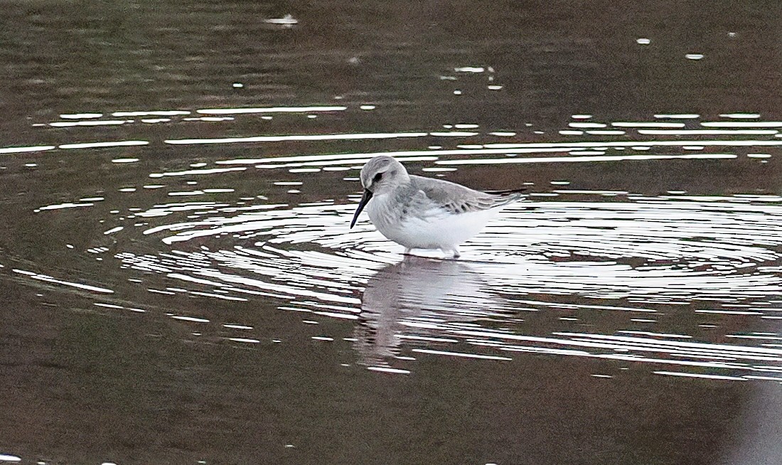 Dunlin - ML645043340
