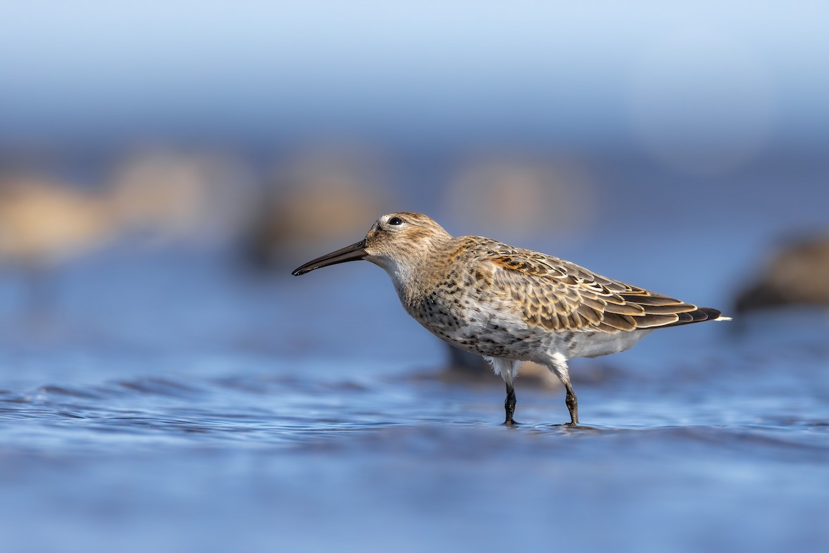 Piovanello pancianera - ML645043344