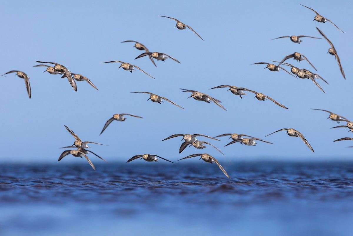 Piovanello pancianera - ML645043345