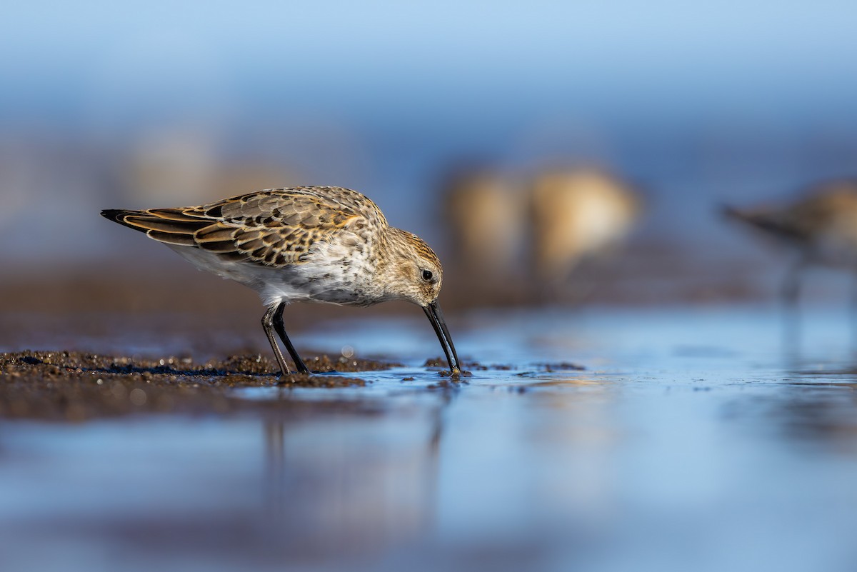 Piovanello pancianera - ML645043346