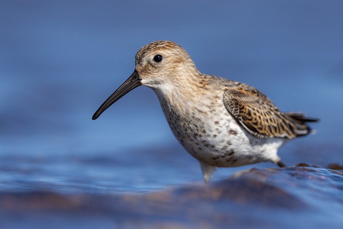 Piovanello pancianera - ML645043347