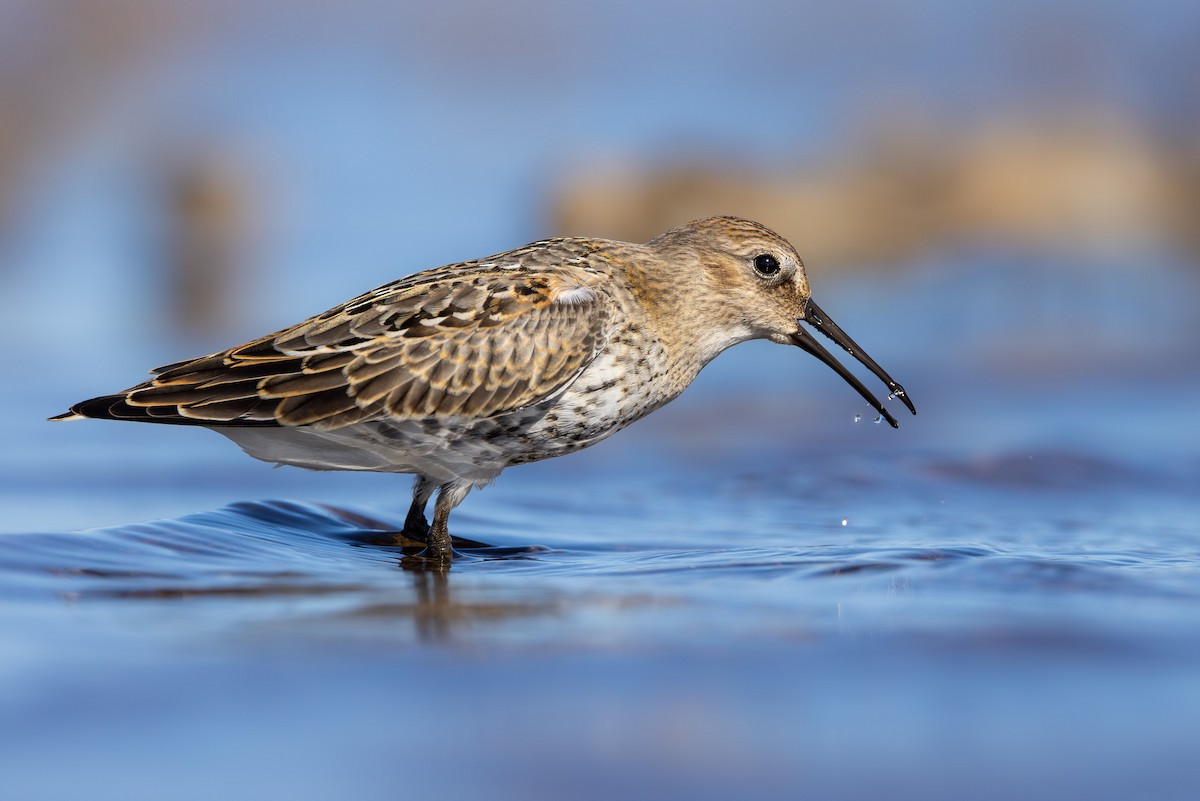 Piovanello pancianera - ML645043348