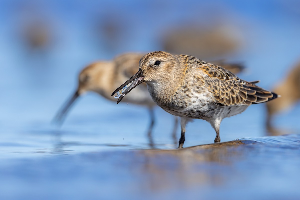 Piovanello pancianera - ML645043349