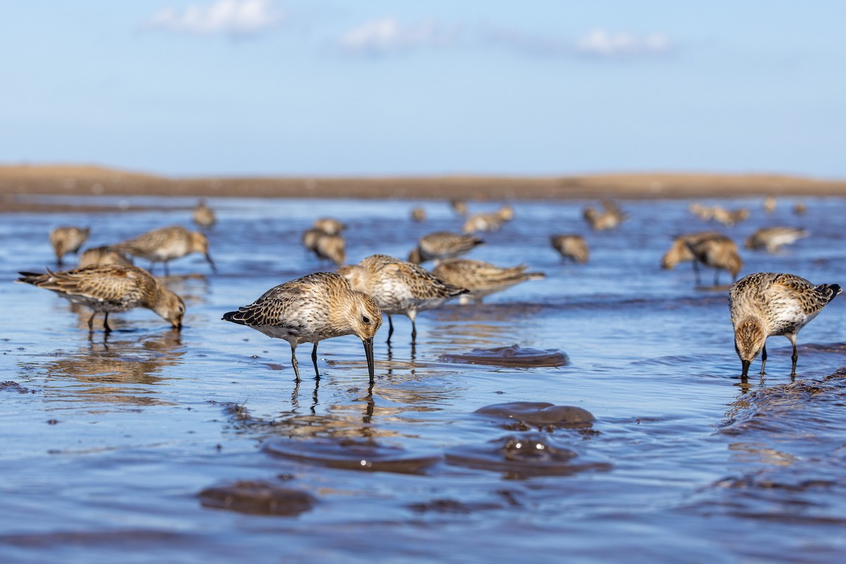 Piovanello pancianera - ML645043350