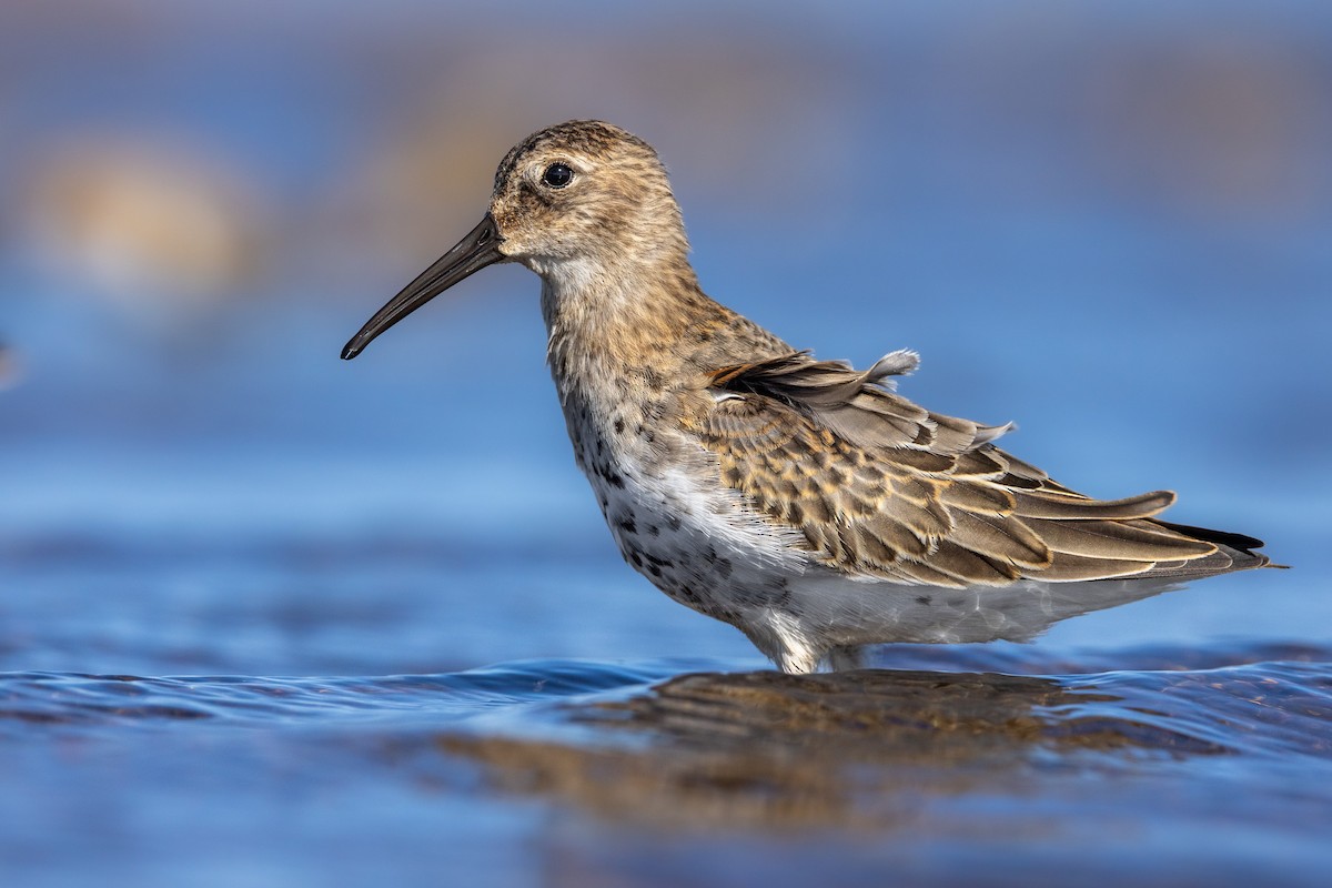 Piovanello pancianera - ML645043351