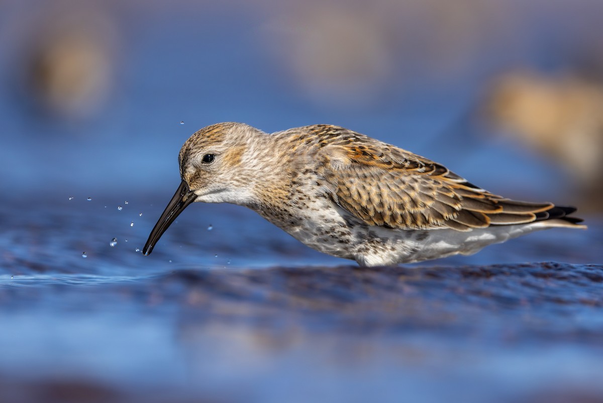 Piovanello pancianera - ML645043352