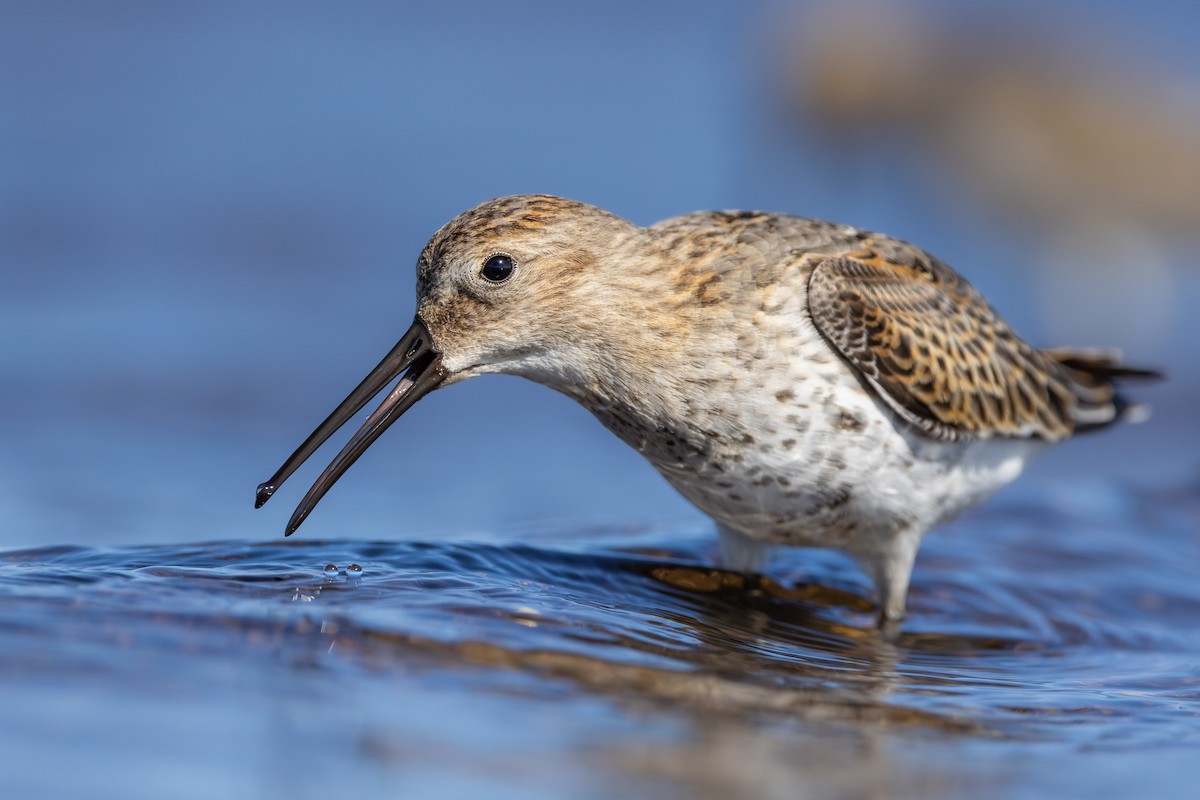 Piovanello pancianera - ML645043353