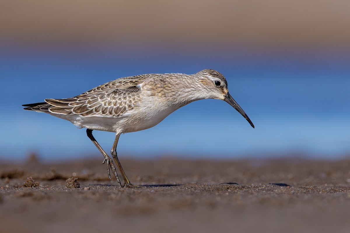 Piovanello comune - ML645043357