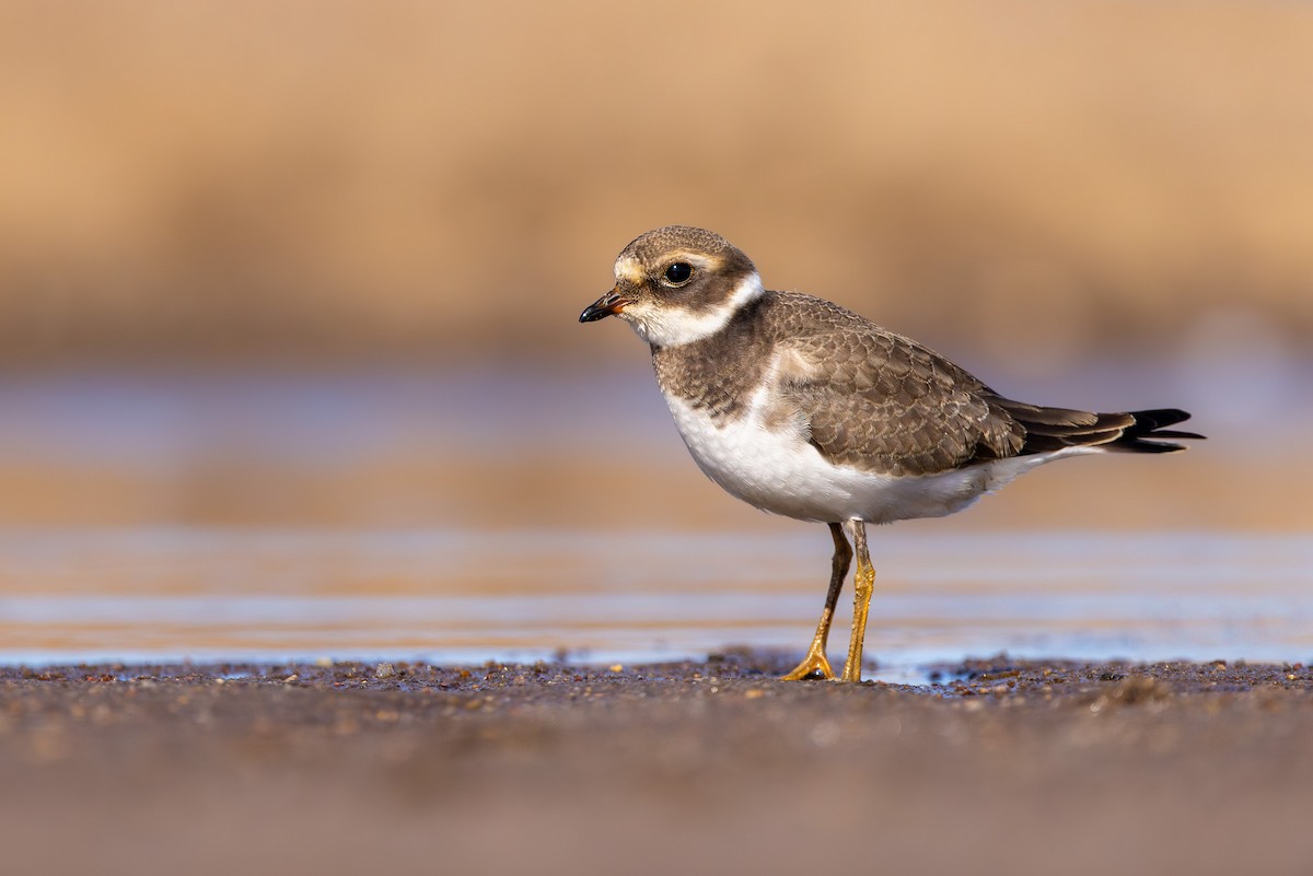 Corriere grosso - ML645043364